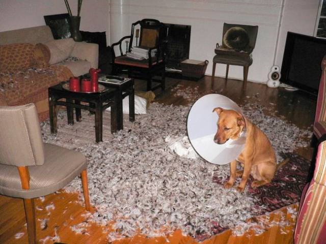 Daily Picdump