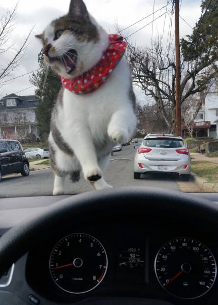 Daily Picdump