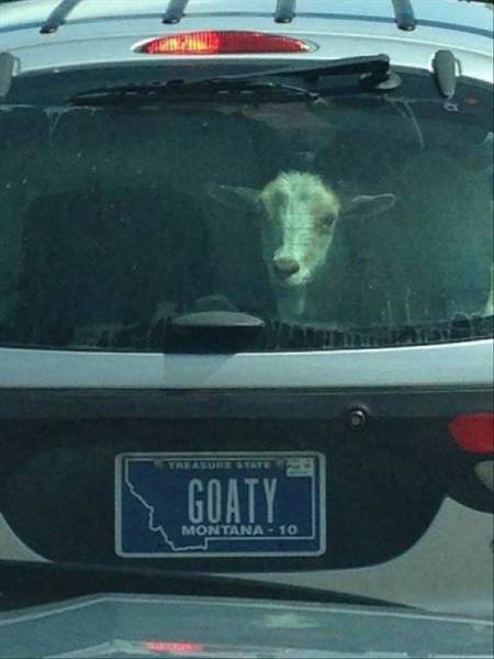 Morning Picdump