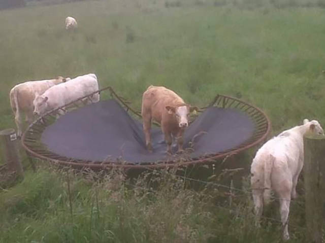 Morning Picdump