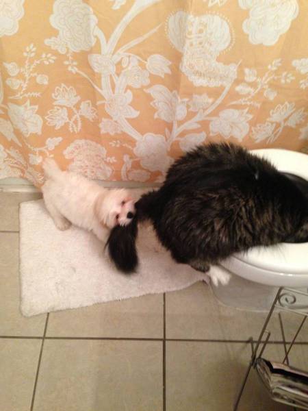 Daily Picdump
