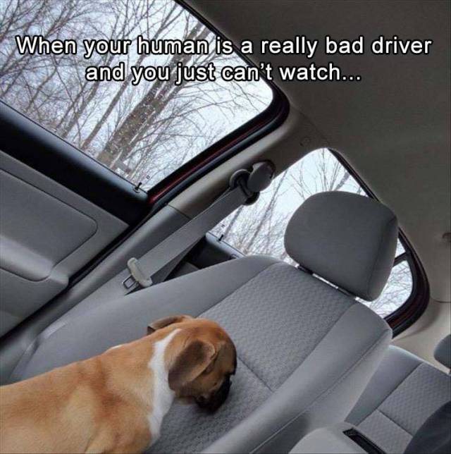 funny picdump 51 pics 1.html - 51 HD Photos | Premium Gallery 2017