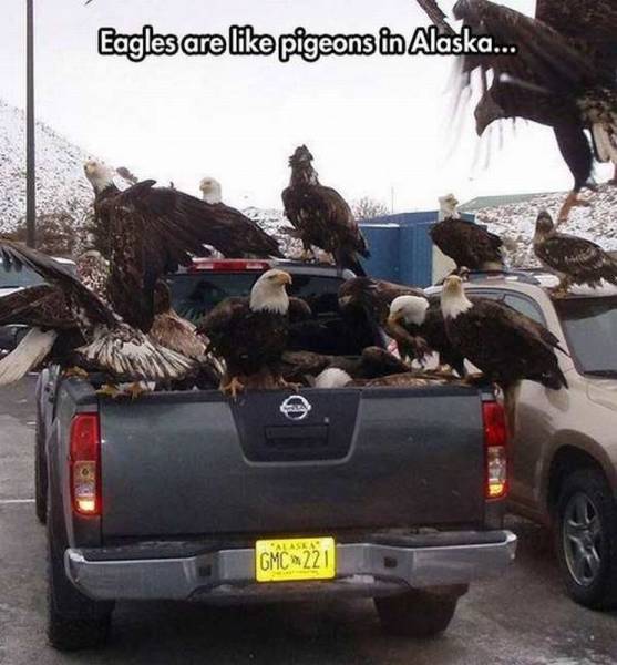 daily picdump 103 pics 52.html - 103 HD Photos | Premium Gallery 2017