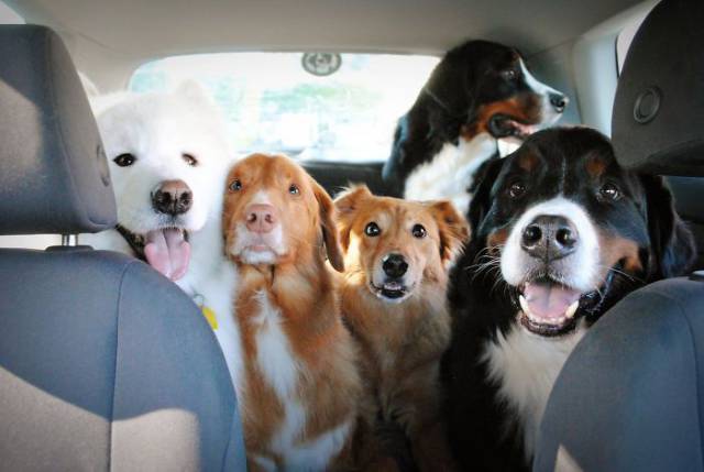 Daily Picdump