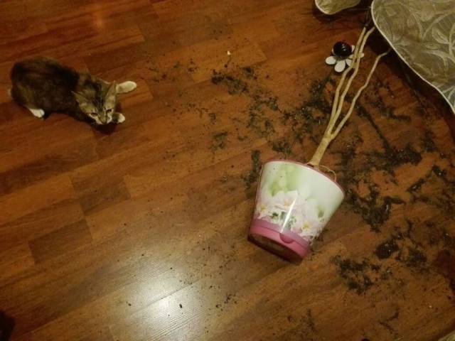 Daily Picdump