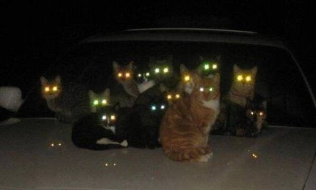 Daily Picdump