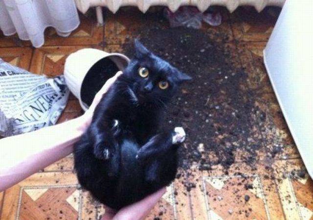 Daily Picdump