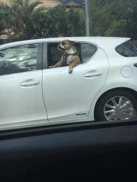 daily picdump weekend edition 55 pics 22.html - 55 HD Photos | Premium Gallery 2017