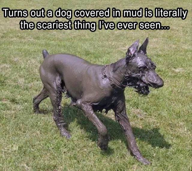 Daily Picdump