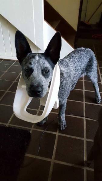 daily picdump 98 pics 2.html - 98 HD Photos | Premium Gallery 2017