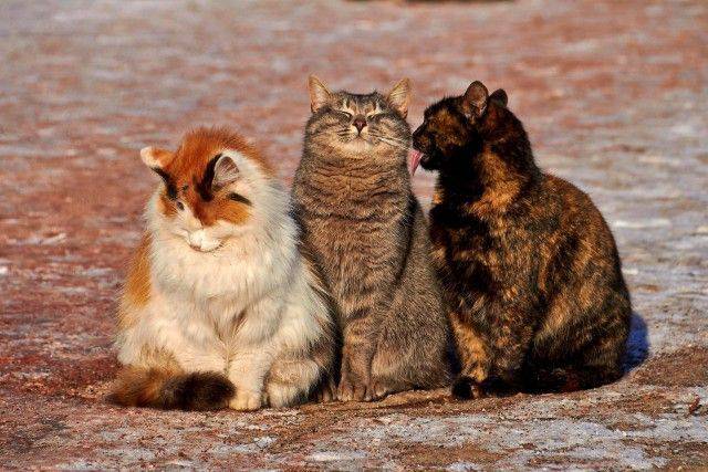 daily picdump 98 pics 2.html - 98 HD Photos | Premium Gallery 2017
