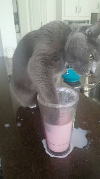 Daily Picdump
