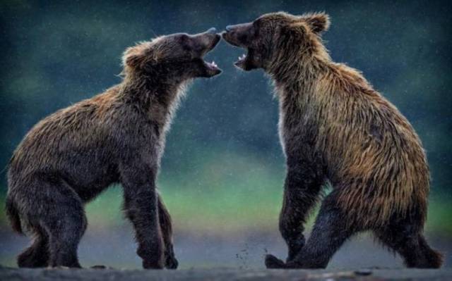 Daily Picdump