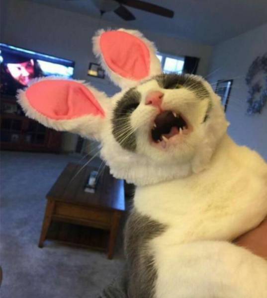 daily picdump 95 pics 16.html - 95 HD Photos | Premium Gallery 2017