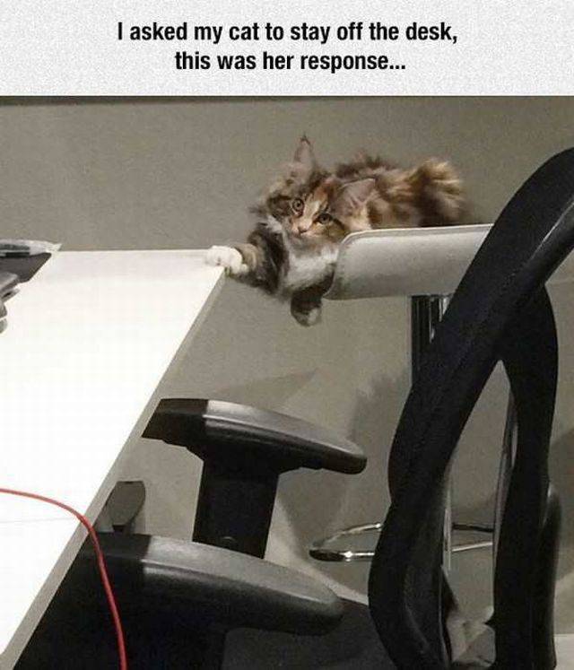 Daily Picdump