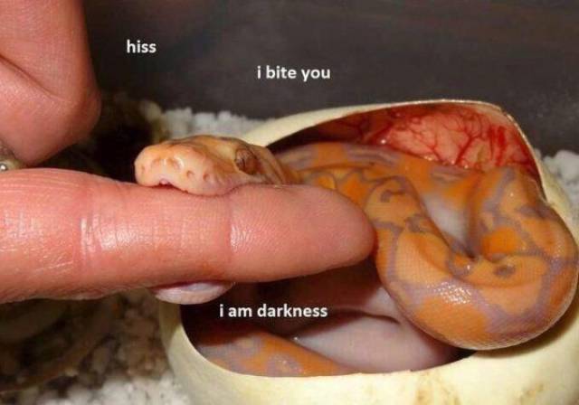 daily picdump 102 pics 2.html - 102 HD Photos | Premium Gallery 2017