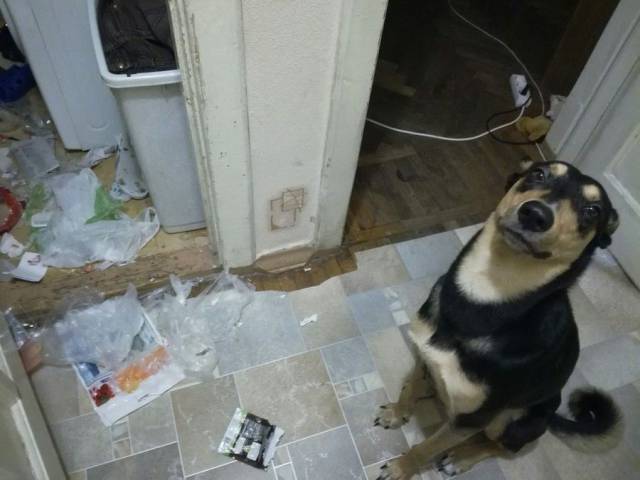 daily picdump 102 pics 2.html - 102 HD Photos | Premium Gallery 2017