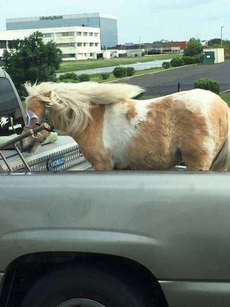 daily picdump 102 pics 2.html - 102 HD Photos | Premium Gallery 2017