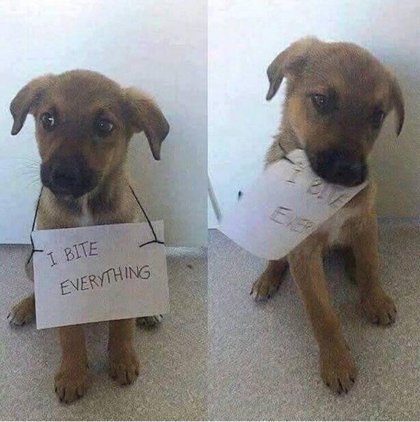 Morning Picdump