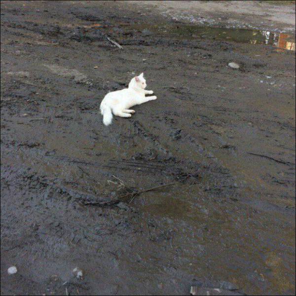 Daily Picdump