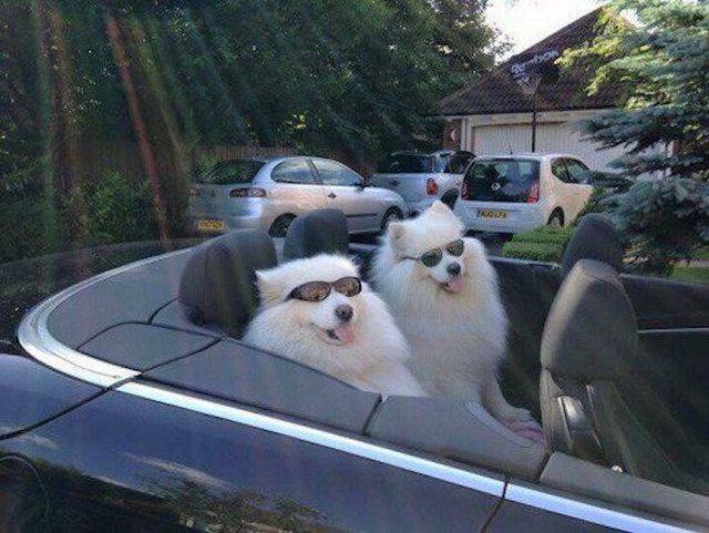Daily Picdump