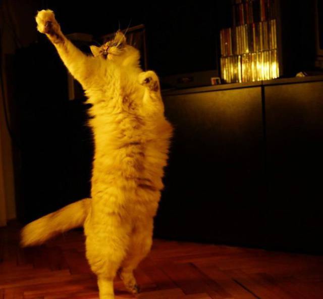 Morning Picdump