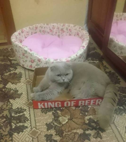 daily picdump weekend edition 65 pics 10.html - 65 HD Photos | Premium Gallery 2017