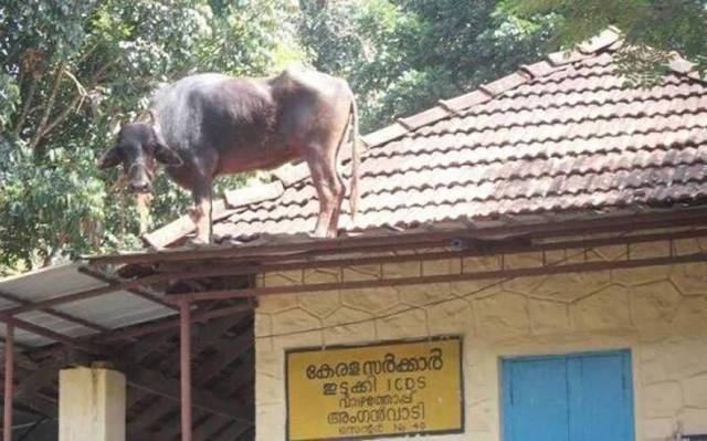 daily picdump weekend edition 65 pics 10.html - 65 HD Photos | Premium Gallery 2017