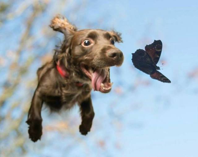 Daily Picdump