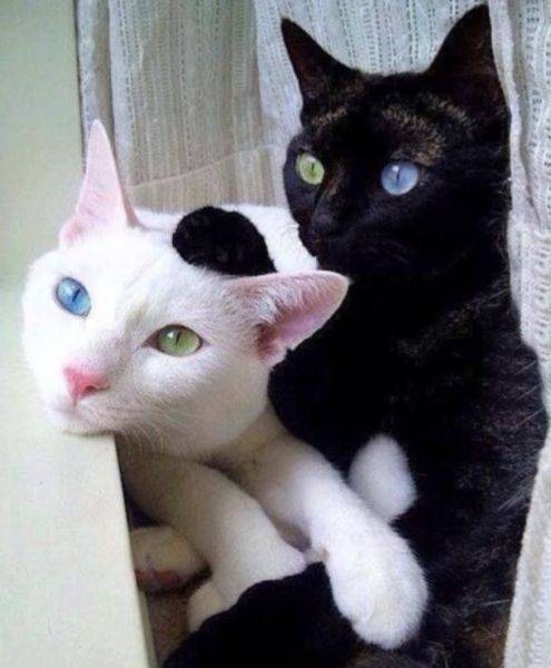 daily picdump 98 pics 21.html - 98 HD Photos | Premium Gallery 2017