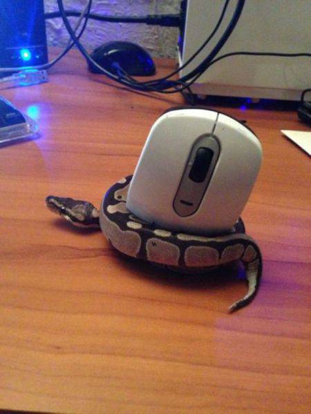 Morning Picdump