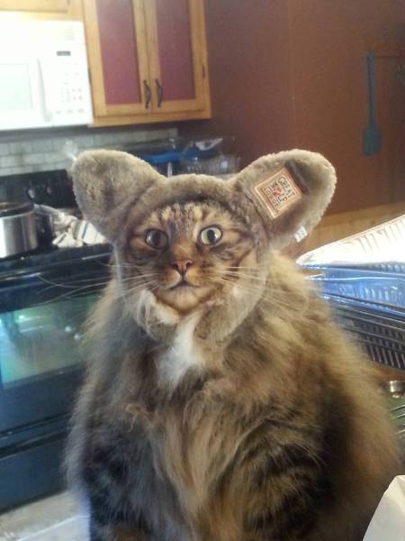 Funny Picdump
