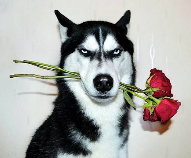 daily picdump 105 pics 43.html - 105 HD Photos | Premium Gallery 2017