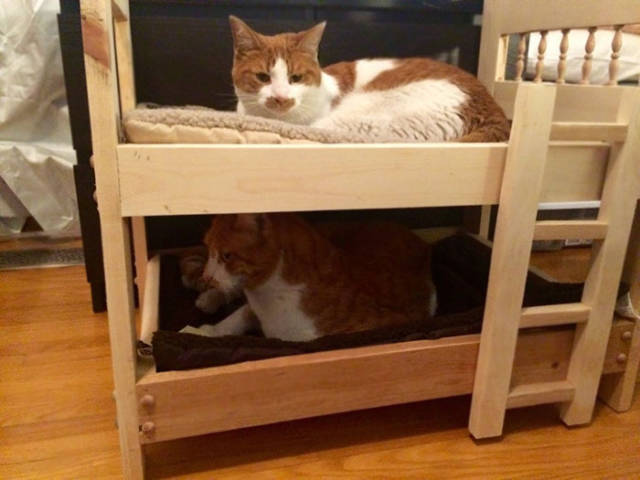 No One Can Hate Cats Forever!