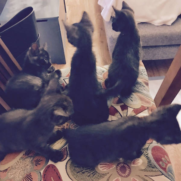 No One Can Hate Cats Forever!