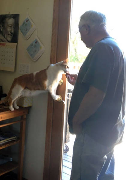 No One Can Hate Cats Forever!