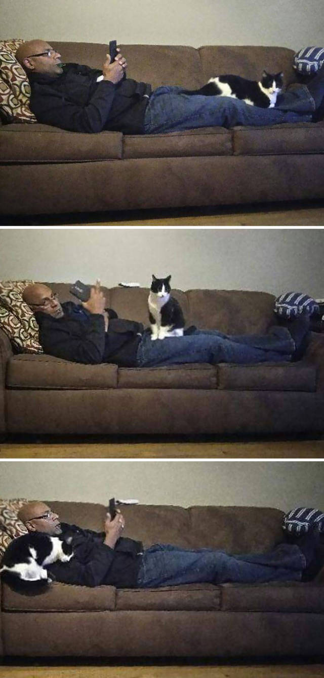 No One Can Hate Cats Forever!
