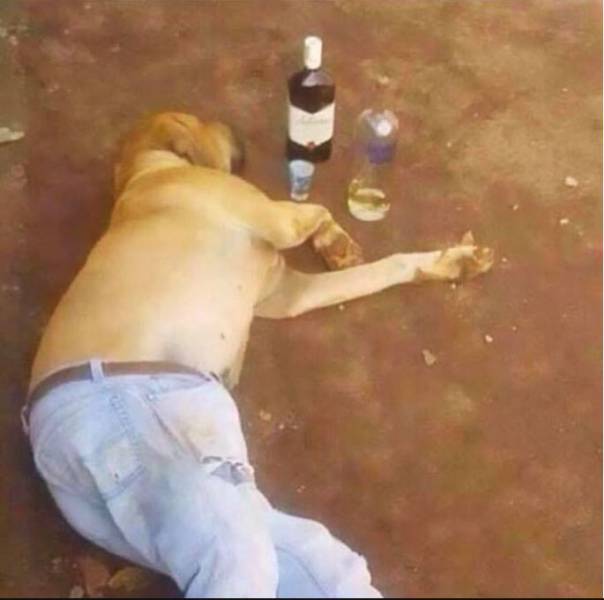 funny picdump 56 pics 17.html - 56 HD Photos | Premium Gallery 2017