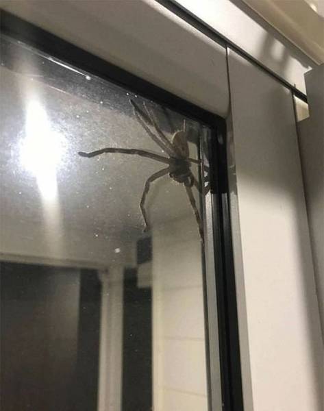 Australia: Yes Or No? Hard Decision!