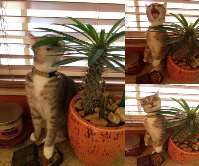 Daily Picdump