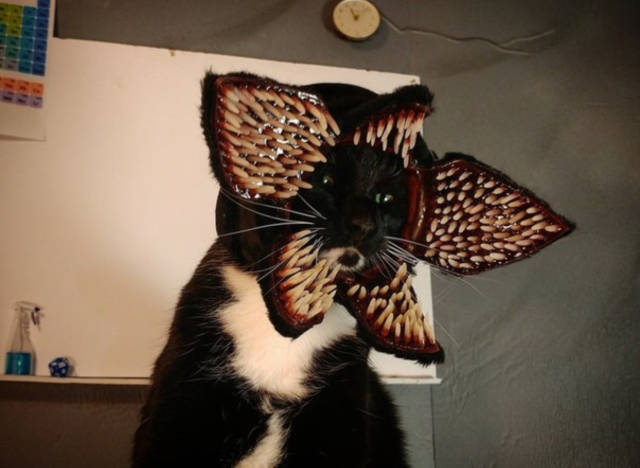Funny Picdump