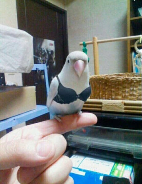 funny picdump 54 pics 1.html - 54 HD Photos | Premium Gallery 2017