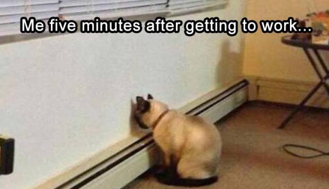 funny picdump 54 pics 1.html - 54 HD Photos | Premium Gallery 2017