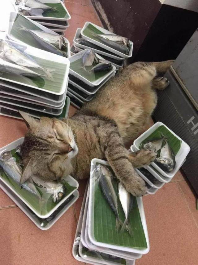 daily picdump 91 pics 11.html - 91 HD Photos | Premium Gallery 2017