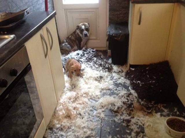 Daily Picdump