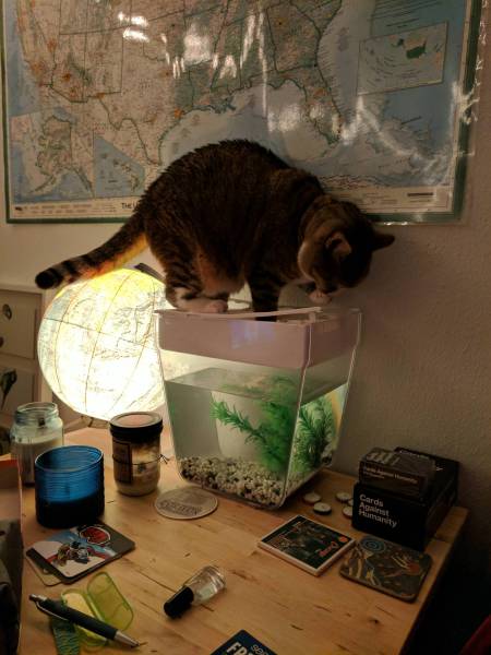 Morning Picdump