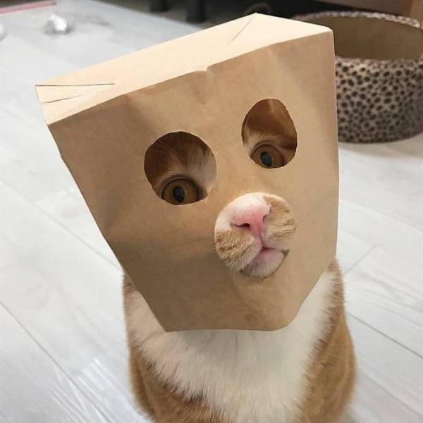 Morning Picdump