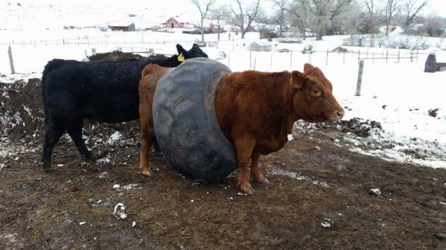 Daily Picdump