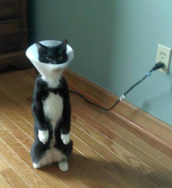 Morning Picdump