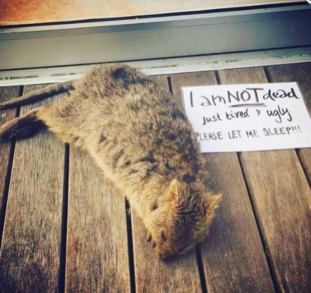 Morning Picdump